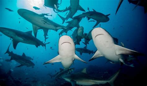 Swimming with Sharks Hawaii - Best Underwater Adventure