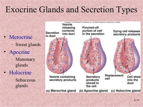 Pin by MrsRoch Alverez on Roch19 | Exocrine gland, Integumentary system ...