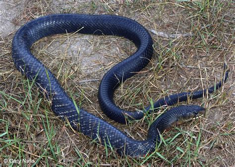 Texas Indigo Snake - Drymarchon melanurus erebennus