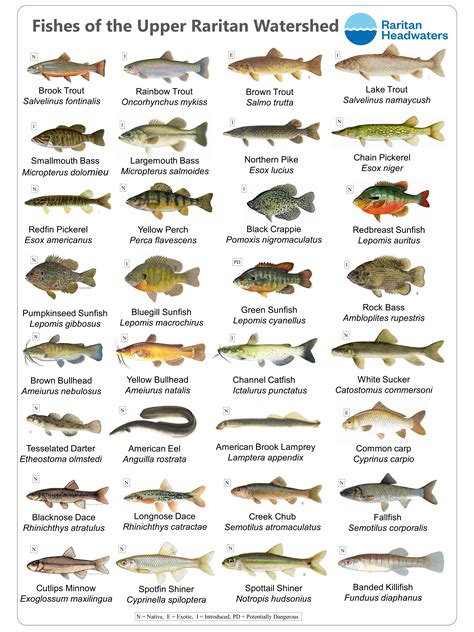 Freshwater Fish Species