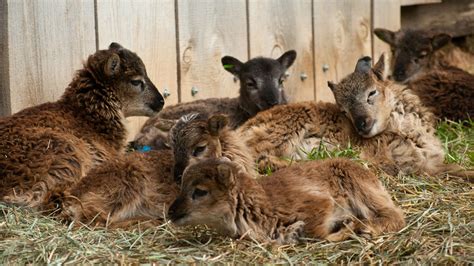 Soay Sheep for Sale : Current Availability