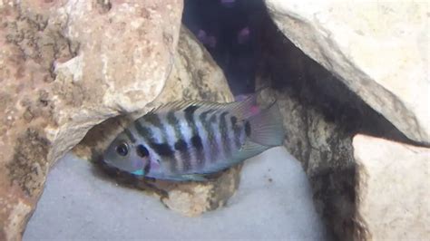 Convict Cichlid Size: How Big Do Convict Cichlids Get?