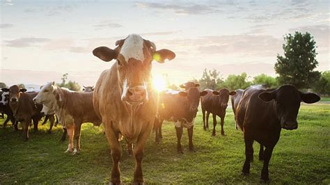 Everything You Need to Know About Cattle Farming - Kilburnie Angus