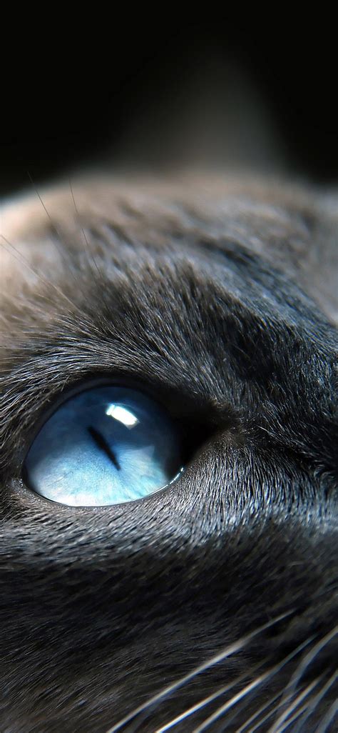 Blue Eyed Cats Wallpapers - Wallpaper Cave