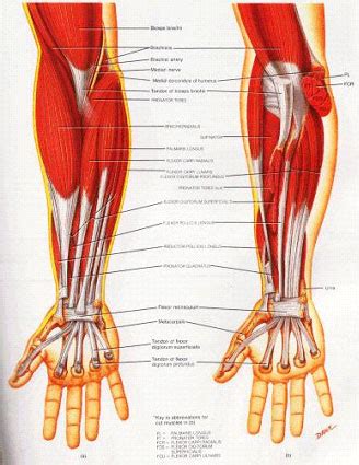 Injury Prevention - Golfers Elbow, Elbow Tendonitis and Elbow Pain