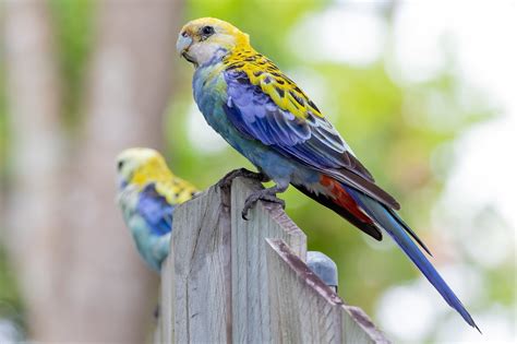 Australian Parrots - Australia's Wonderful Birds