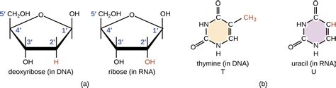 Structure and Function of RNA | Microbiology