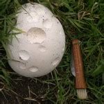 Puffballs – Identification, Distribution, Edibility – Galloway Wild Foods