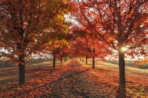 Autumn Trees Wallpaper Widescreen