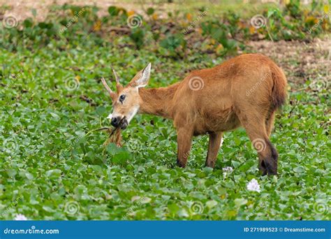 Pampas Deer Eating in the Pantanal Wetlands in Brazil Stock Image ...