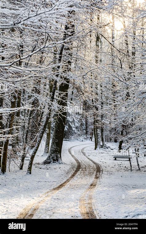 Beautiful winter woodland scene hi-res stock photography and images - Alamy