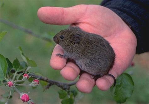 Voles : Got Pests? : Board of Pesticides Control: Maine DACF