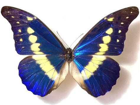 Morpho rhetenor helena A1 Mounted Taxidermy Butterfly Insects NO FRAMED ...