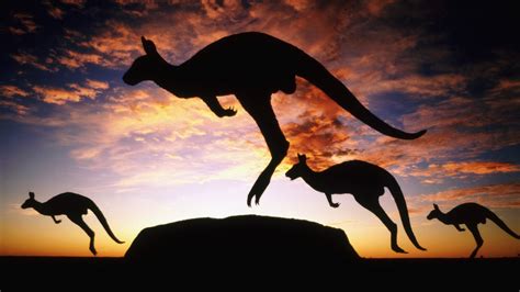 wallpapernarium: Canguros de Australia saltando durante el atardecer