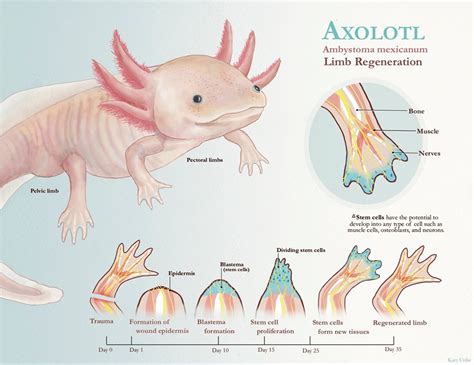 Axolotl regeneration by Katy Uribe on Dribbble