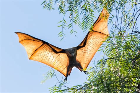 Are grey-headed flying-foxes headed for a mass starvation event ...