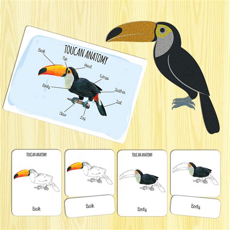 Toucan Anatomy - My Little Montessorian