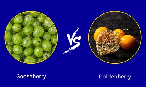 Gooseberry vs. Goldenberry: Is There a Difference? - A-Z Animals