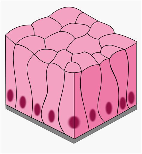 Epithelial Tissue Diagram