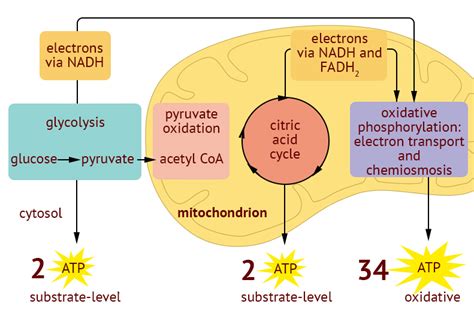 Cellular Respiration | A-Level Biology Revision Notes