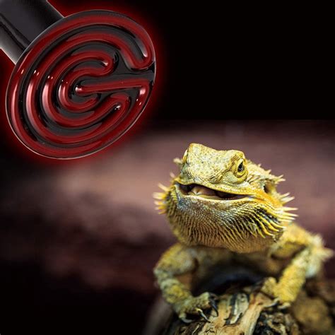 What Temperature Should Bearded Dragon Tank Be? – REPTI ZOO