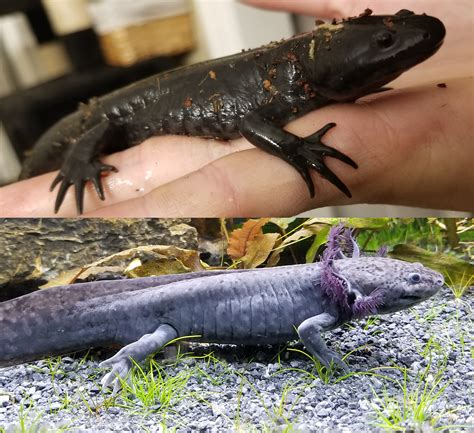 I bought an axolotl, which morphed into a terrestrial salamander. They ...