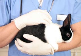 Spaying or Neutering a Rabbit | Facts and Benefits