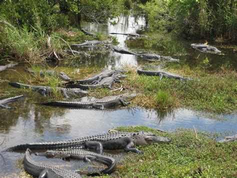 Usa Miami Everglades - Free photo on Pixabay - Pixabay