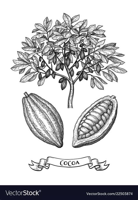 Cacao tree and fruits ink sketch vector image on VectorStock in 2023 ...