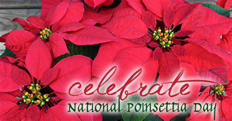 celebrate-national-poinsettia-day - Homestead Gardens, Inc. | Homestead ...