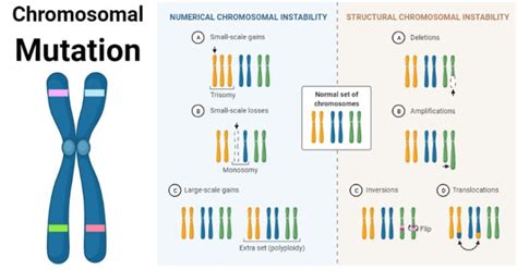 Chromosomal Mutation: Causes, Mechanism, Types, Examples