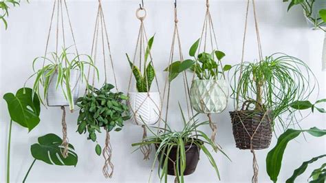 What To Hang In Macrame Hanger Besides Plants