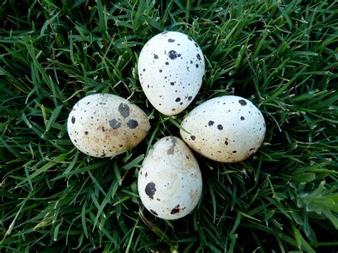 Hundewanderer.com: Gambel's Quail Eggs