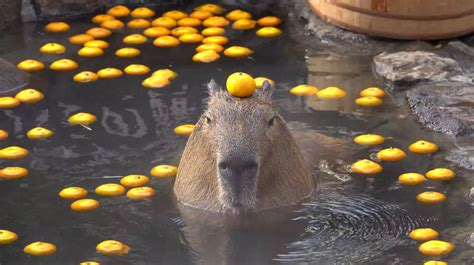 Download free Capybara With Orange As Hat Wallpaper - MrWallpaper.com