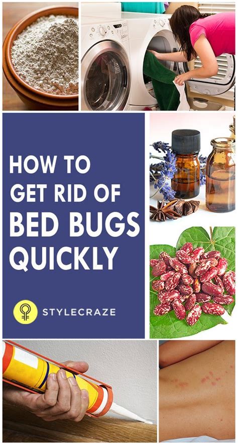 How To Get Rid Of Bed Bugs Quickly | Rid of bed bugs, Bed bugs, Bed bug ...