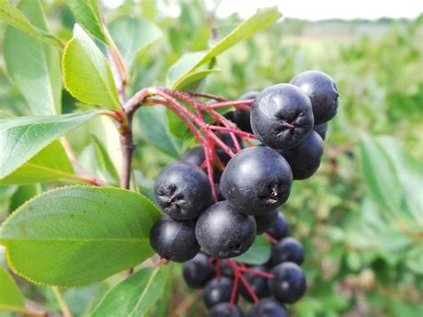 Aronia Berry: Health Benefits, Nutrition and More.. - Ricearch.com