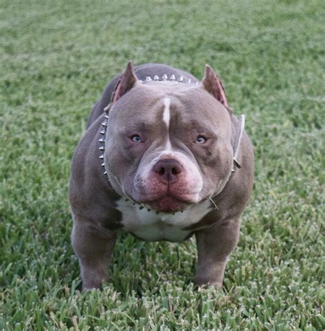 The Micro King | 2016 People's Choice Award Winner Best Micro Bully ...