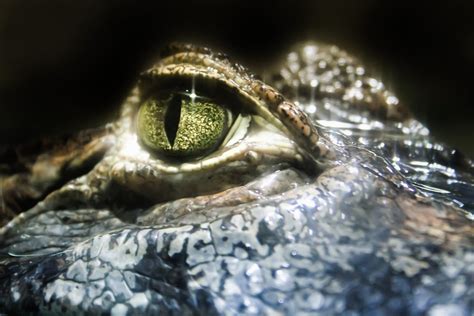 Close-Up Photo of Crocodile Eye · Free Stock Photo