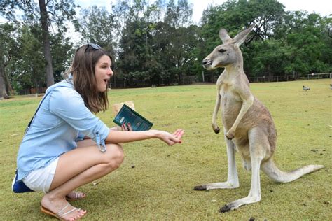 Lone Pine Koala Sanctuary: What You Need To Know - A Couple Days Travel