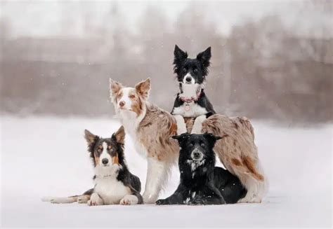 Border Collie Appearance: Coat, Colors & Ears - Showsight