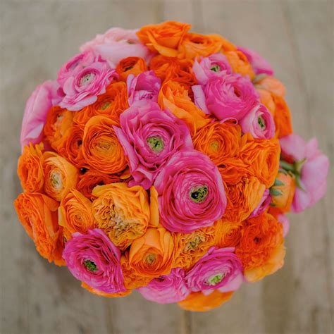 Ranunculus Bulbs | Fresh Flower Bulbs | Flower Bulb Farm