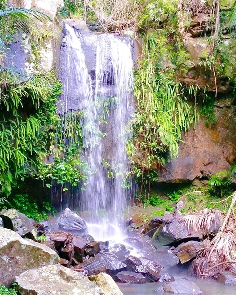 Best of Tamborine Mountain: Day Trip | Laura Near and Far