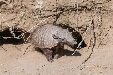 Armadillo - Facts and Beyond | Biology Dictionary