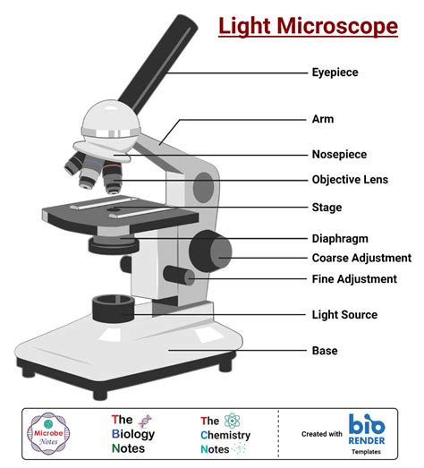 5 Types of Microscopes with Definitions, Principle, Uses, Labeled Diagrams