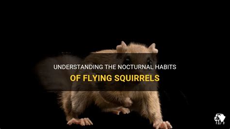 Understanding The Nocturnal Habits Of Flying Squirrels | PetShun