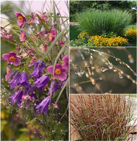 Panicum virgatum Assorted Switch Grass | Garden Center Marketing