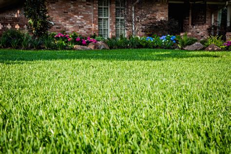 Keep Your Lawn Green Longer with Winter Rye in Dallas | Keane Landscaping