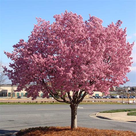 Okame Cherry Trees for Sale | BrighterBlooms.com