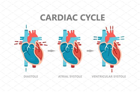 Phases of the cardiac cycle | Healthcare Illustrations ~ Creative Market