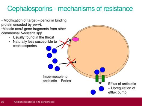 PPT - Antibiotic resistance in Neisseria gonorrhoeae PowerPoint ...